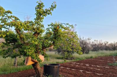 Xylella in Puglia, nei campi colpiti dal virus si potranno impiantare agrumeti in Salento