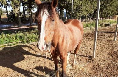 Cavalli mandati ai macelli clandestini in Puglia: smantellata associazione a delinquere in Umbria