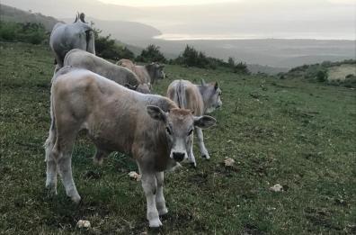 Da Lucera la storia di una famiglia che vive per e con la transumanza: tra tradizione e modernità