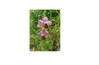 Lagonegro, occorre proteggere le tante fioriture di orchidee spontanee