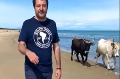 Salvini e le vacche sul mare del Gargano
