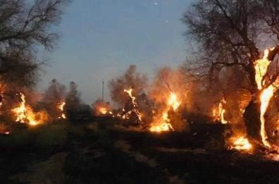 Allarme incendi in Puglia: nel Salento ulivi mangiati dalle fiamme. Roghi a Ugento e Gallipoli