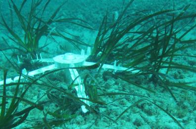 Ostuni, ok al primo monitoraggio del trapianto di posidonia