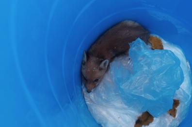 Lecce,  un cucciolo di volpe nel bidone della differenziata