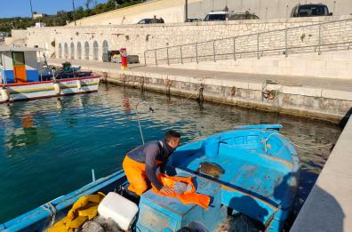 Tricase, la tartaruga è ferita: arrivano gli «angeli» IL VIDEO
