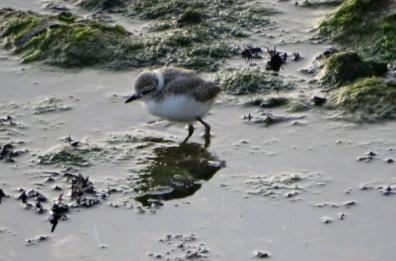 Mola di Bari, Tre nidi di fratino sulle spiagge