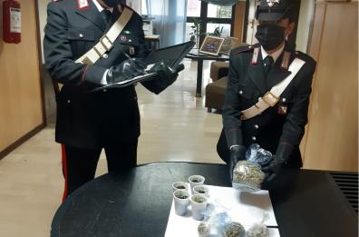 Matera, in casa marijuana e piante di canapa: arrestato