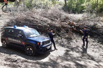 Aliano, tagliano alberi in un bosco senza autorizzazione: denunciati in due