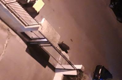 Bari, allarme cinghiali al San Paolo: il Comitato di Santa Rita chiude la Cappella 