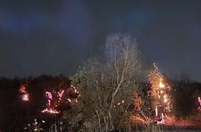 Xylella, in Salento è allarme incendi tra ulivi secchi