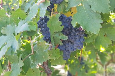 Corni di vacca e luna piena: la Puglia del biodinamico