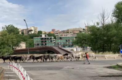Potenza, vacche a spasso di buon mattino