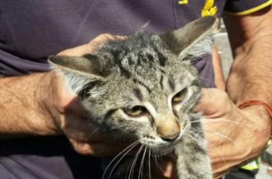 Gatto! A me gli occhi (e curiamo la clamidia)