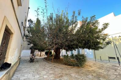 Brindisi,  danneggiato il carrubo secolare: Sos al Comune 
