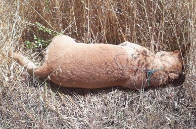 Casarano, cagnetta uccisa e abbandonata in campagna