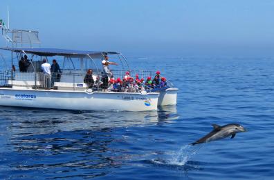 Taranto, al via progetto BioTourS per la ricerca dei delfini nel mar Adriatico