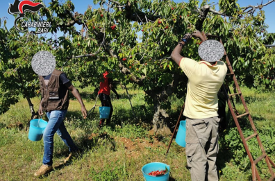 Braccianti sfruttati nei campi, operazione nel Barese