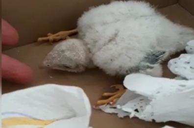 Santeramo, salvato il piccolo falchetto caduto da una grondaia