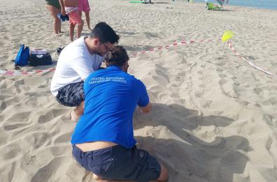 Tracce di tartaruga sulla spiaggia  di Torre San Giovanni