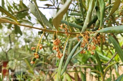Clima torrido, allarme dal mondo delle campagne