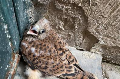 Lecce, falchetto salvato  da parroco e consigliere comunale 