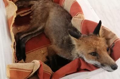 Caldo e incendi nel Leccese, fauna selvatica allo stremo
