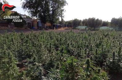 San Marco in Lamis, la marijuana nell'orto