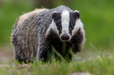 E la piccola tasso torna in libertà nella foresta Mercadante 