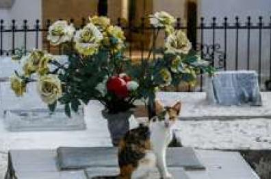 Mesagne, via i gatti dal cimitero