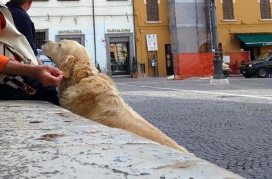 Annullata l'ordinanza contro cani in piazza