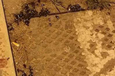 Allarme a Molfetta: «Città sporca e piena di blatte»