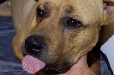 Nardò, pitbull libero in  strada azzanna e ferisce due passanti