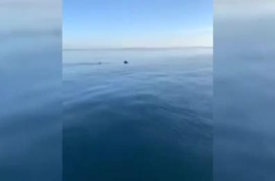 Avvistato uno squalo elefante nel mare del Salento: l'emozione dei pescatori 