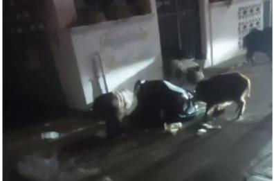 Ginosa Marina, i cinghiali «a cena» tra i sacchetti di rifiuti per strada 