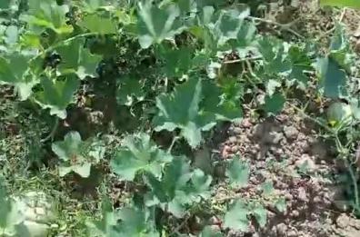 Raid di lepri nel Brindisino: distrutti interi raccolti