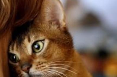 Un farmaco miracoloso contro la Fip del gatto