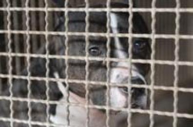 Modugno,  per Natale aggiungi un posto a tavola per il cane