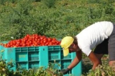 Pomodoro, è «guerra» tra Campania e Puglia