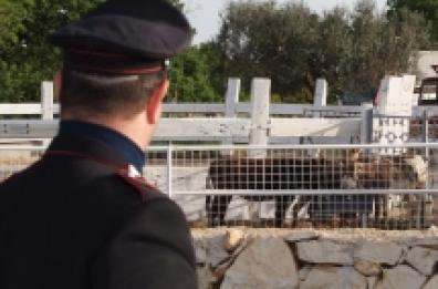 Scopre ladri nell'ovile e uccide un pregiudicato: arrestato 71enne