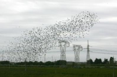 Ambiente: Coldiretti Brindisi
 storni fanno razzia di olive