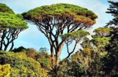 L'Ateneo di Bari individua nuova specie aliena sui pini