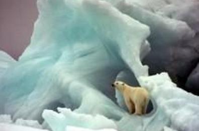 Orso killer alle Svalbard,morto giovane