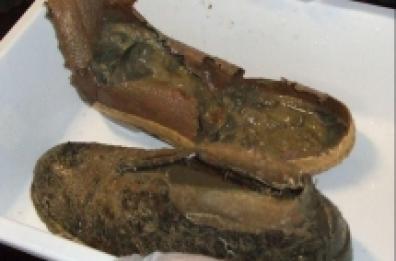 Dal fondo del mare la triste pesca dal Francesco Padre