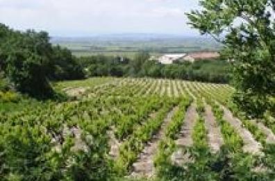 Ogm in agricoltura Stefàno: la Puglia dice assolutamente no