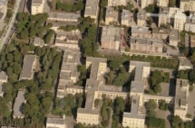 Bari, diecimila alberi 
una foglia di fico sulla miseria