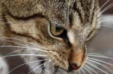 Mettiamo a dieta i nostri amici a quattrozampe