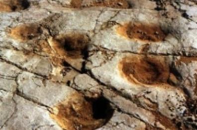 Orme dei Dinosauri Ad Altamura si litiga sul «tesoro» da 13 anni Incontro Parco-proprietari E dell’uomo di Altamura si conosce ancora poco