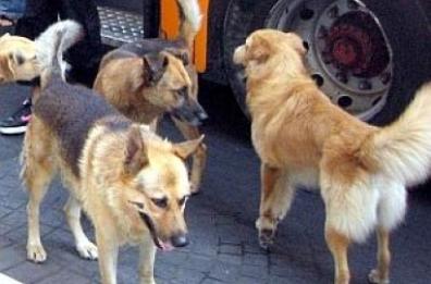 «I cittadini possono sfamare i randagi» Annullata ordinanza di un sindaco del Foggiano