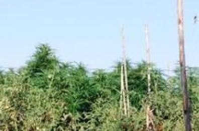Noto architetto di Atella
 con la marijuana nel giardino
 manette e rito direttissimo