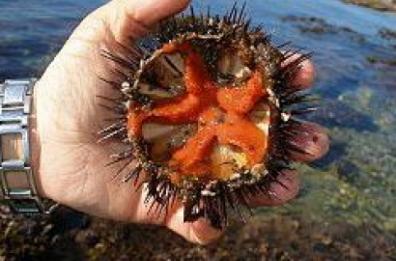 Puglia, stop alla pesca dei ricci: dopo 7 mesi ci sono le sanzioni